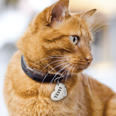 Personalized Safety Pet ID Tag